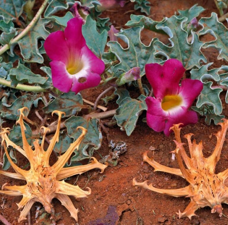 Harpagophytum procumbens