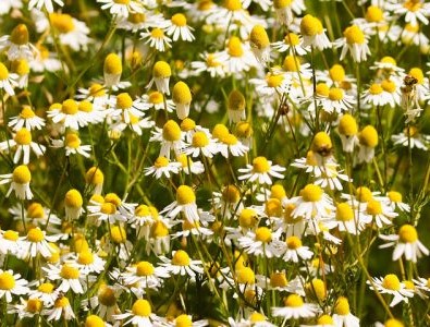 Chamomile